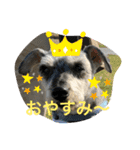シュナウザー123（個別スタンプ：5）