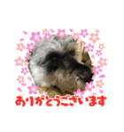 シュナウザー123（個別スタンプ：24）