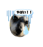 シュナウザー123（個別スタンプ：32）