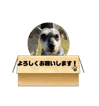 シュナウザー123（個別スタンプ：37）