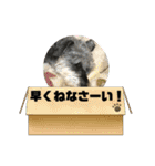 シュナウザー123（個別スタンプ：38）