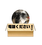 シュナウザー123（個別スタンプ：39）