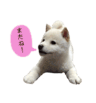 Ms.Shiroshiba☆（個別スタンプ：10）