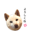 Ms.Shiroshiba☆（個別スタンプ：12）