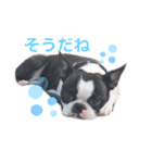 ボストンテリア ななちゃんマン（個別スタンプ：5）