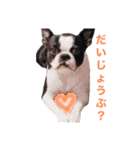 ボストンテリア ななちゃんマン（個別スタンプ：8）