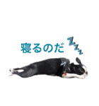 ボストンテリア ななちゃんマン（個別スタンプ：10）