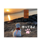 きなこスタンプ4．（個別スタンプ：2）