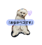 きなこスタンプ4．（個別スタンプ：4）