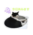 ハチ割れクロちゃんの日常②（個別スタンプ：6）