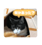 ハチ割れクロちゃんの日常②（個別スタンプ：7）