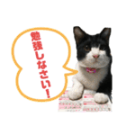 ハチ割れクロちゃんの日常②（個別スタンプ：14）