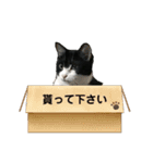 ハチ割れクロちゃんの日常②（個別スタンプ：15）