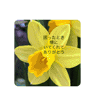 思い出の花たち（個別スタンプ：13）