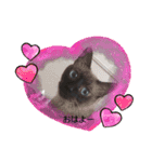 わんにゃん家族❤️1❤️（個別スタンプ：1）