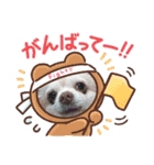 わんにゃん家族❤️1❤️（個別スタンプ：12）