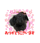 わんにゃん家族❤️1❤️（個別スタンプ：14）