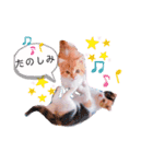 ココリリちゃん①（個別スタンプ：11）