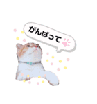 ココリリちゃん①（個別スタンプ：14）