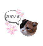 ココリリちゃん①（個別スタンプ：20）