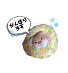 ココリリちゃん①（個別スタンプ：21）