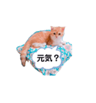 ココリリちゃん①（個別スタンプ：28）