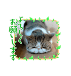 獅子丸くんです②（個別スタンプ：7）