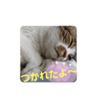 ナナエモン②（個別スタンプ：2）