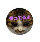 ナナエモン②（個別スタンプ：3）