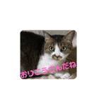 ナナエモン②（個別スタンプ：4）
