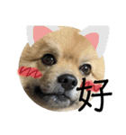 ポメチワのピース❤（個別スタンプ：19）
