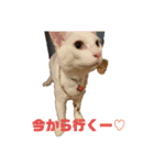 こつぶ♡くろ（個別スタンプ：8）