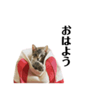きじとらねこ小夏（個別スタンプ：1）