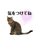 きじとらねこ小夏（個別スタンプ：2）