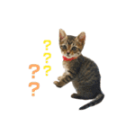 きじとらねこ小夏（個別スタンプ：4）