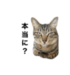 きじとらねこ小夏（個別スタンプ：5）