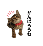 きじとらねこ小夏（個別スタンプ：7）