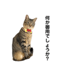 きじとらねこ小夏（個別スタンプ：15）