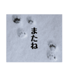 きじとらねこ小夏（個別スタンプ：16）