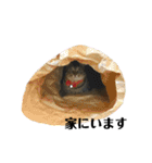 きじとらねこ小夏（個別スタンプ：18）