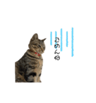 きじとらねこ小夏（個別スタンプ：20）