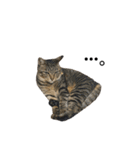 きじとらねこ小夏（個別スタンプ：25）