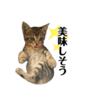 きじとらねこ小夏（個別スタンプ：30）