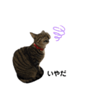 きじとらねこ小夏（個別スタンプ：31）