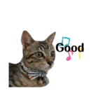きじとらねこ小夏（個別スタンプ：32）