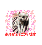 愛しのムサシとコジロウ（個別スタンプ：4）