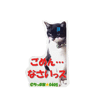 ちっぷ家★0405①（個別スタンプ：8）