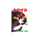 ちっぷ家★0405①（個別スタンプ：16）
