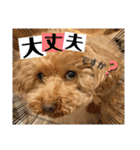 愛犬らむの日常（個別スタンプ：4）