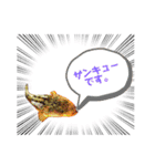 かわいいお魚スタンプ（個別スタンプ：6）
